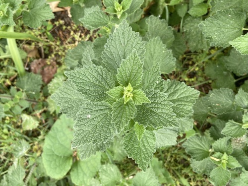 Black horehound (Ballota nigra)