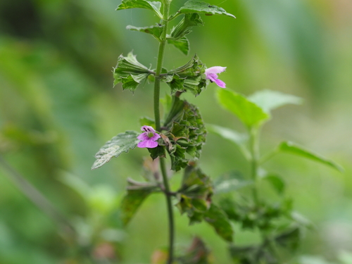 Black horehound (Ballota nigra)