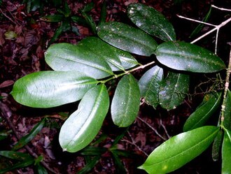 Scrub bloodwood: Baloghia inophylla, Allyn River, Barrington Tops