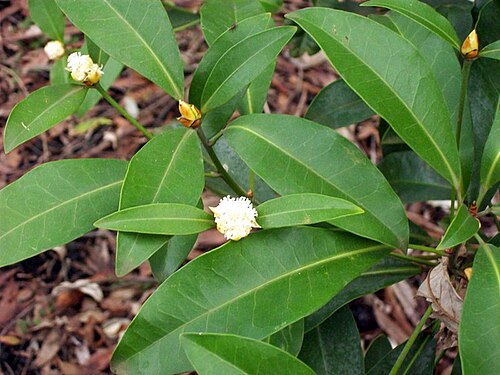 Baloghia marmorata: Baloghia marmorata, Hunter Region Botanic Gardens