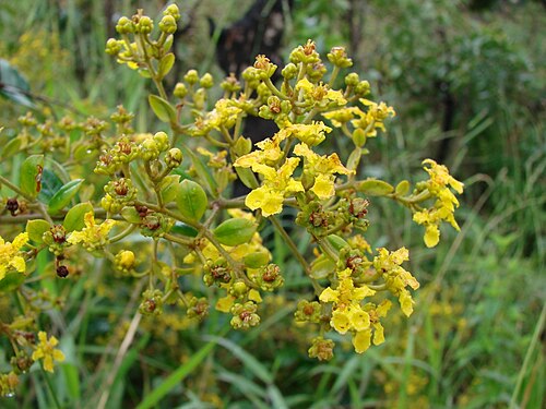 Banisteriopsis anisandra: Banisteriopsis anisandra - MALPIGHIACEAE Parque Olhos D' Água - Brasília - Distrito Federal - Brasil.