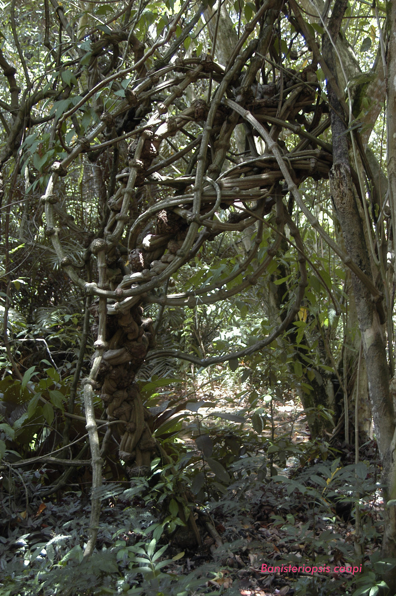 Ayahuasca: Banisteriopsis caapi