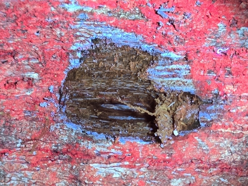 Ayahuasca (Banisteriopsis caapi)