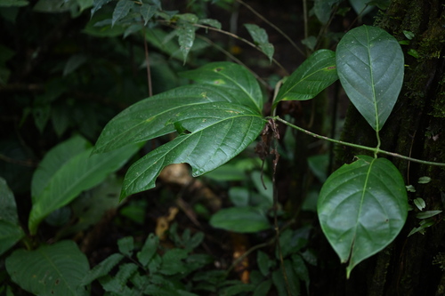 Ayahuasca (Banisteriopsis caapi)
