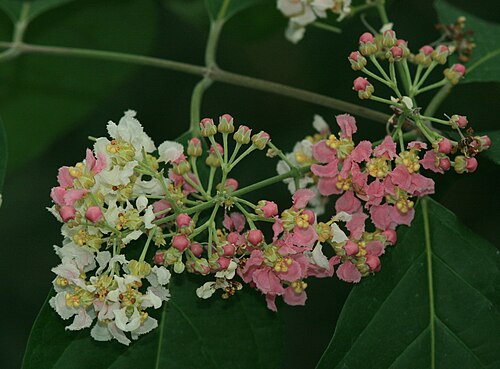 Ayahuasca: Flowering Banisteriopsis caapi in a greenhouse of Botanical Garden in Czech rep.