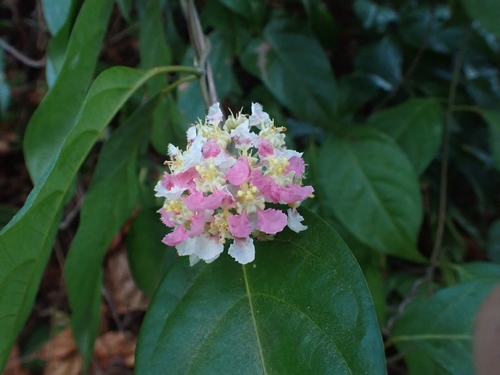 Ayahuasca (Banisteriopsis caapi)