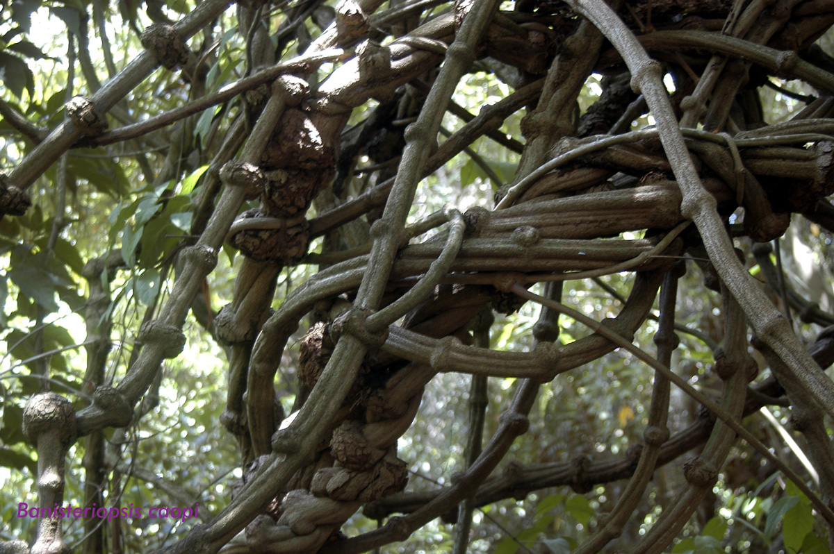 Ayahuasca: Banisteriopsis caapi
