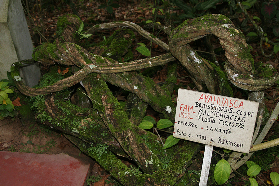 Ayahuasca: ejemplar de Banisteriopsis caapi en el jardín botánico del Centro Takiwasi