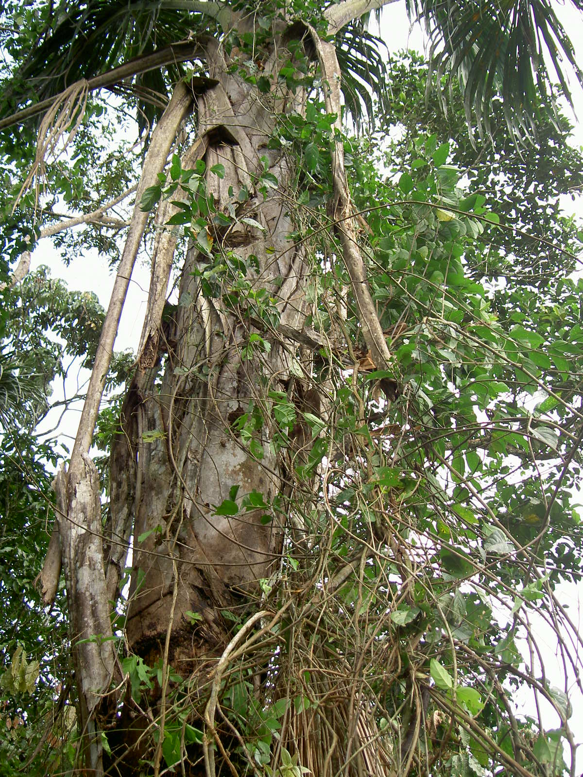 Ayahuasca: Banisteriopsis caapi, Province of Pastaza, Ecuador