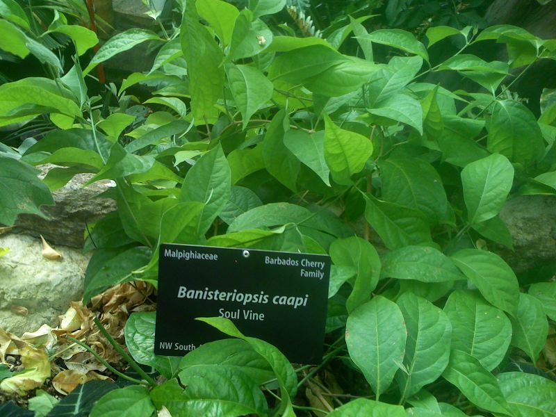 Ayahuasca: Young Banisteriopsis caapi.