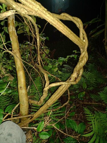 Ayahuasca (Banisteriopsis caapi)