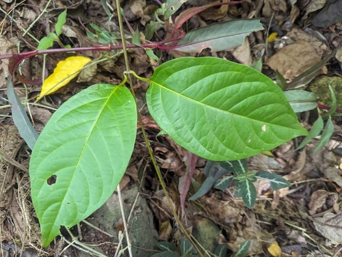 Ayahuasca (Banisteriopsis caapi)