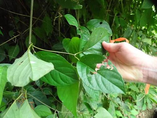 Ayahuasca (Banisteriopsis caapi)