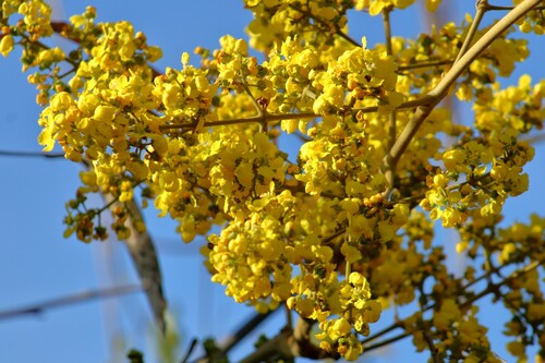 Banisteriopsis gardneriana (Banisteriopsis gardneriana)