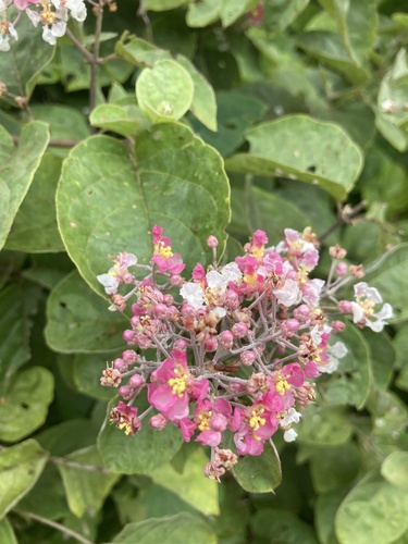 Banisteriopsis muricata (Banisteriopsis muricata)