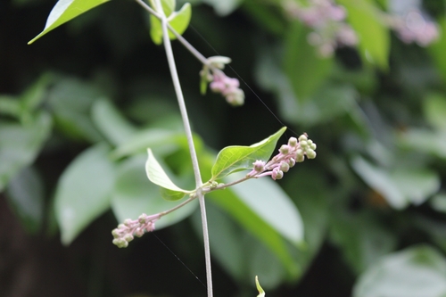 Banisteriopsis muricata (Banisteriopsis muricata)