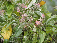 Banisteriopsis muricata (Banisteriopsis muricata)