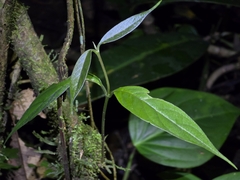 Banisteriopsis muricata (Banisteriopsis muricata)