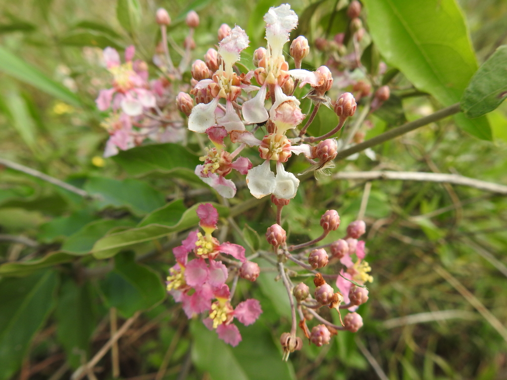 Banisteriopsis muricata (Banisteriopsis muricata)