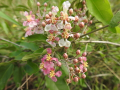 Banisteriopsis muricata (Banisteriopsis muricata)