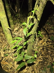Banisteriopsis muricata (Banisteriopsis muricata)