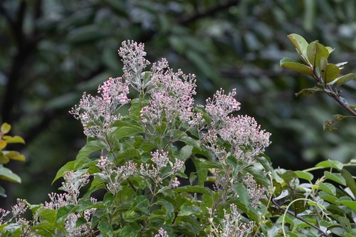 Banisteriopsis muricata (Banisteriopsis muricata)