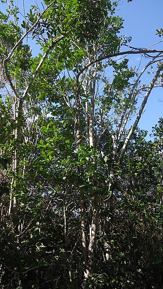 Banisteriopsis nummifera: Banisteriopsis nummifera (A.Juss.) B.Gates