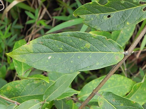 Banisteriopsis nummifera: Banisteriopsis nummifera (A.Juss.) B.Gates - MALPIGHIACEAE - Jardim Botânico de Brasília - Brasília - Distrito Federal - Brasil.