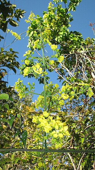 Banisteriopsis nummifera: Banisteriopsis nummifera (A. Juss.) B. Gates