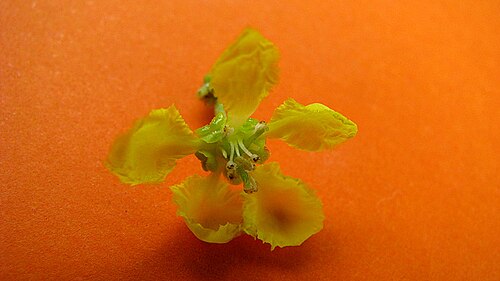 Banisteriopsis nummifera: Banisteriopsis nummifera (A. Juss.) B. Gates
