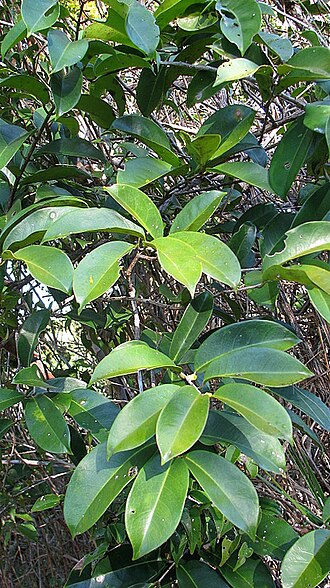 Banisteriopsis nummifera: Banisteriopsis nummifera (A. Juss.) B. Gates