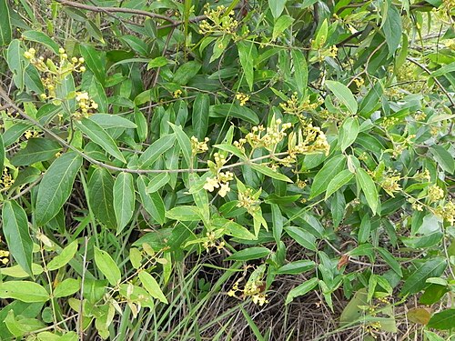 Banisteriopsis nummifera: Banisteriopsis nummifera (A.Juss.) B.Gates - MALPIGHIACEAE - Jardim Botânico de Brasília - Brasília - Distrito Federal - Brasil.