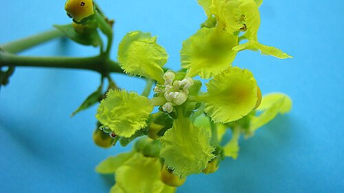 Banisteriopsis nummifera: Banisteriopsis nummifera (A. Juss.) B. Gates