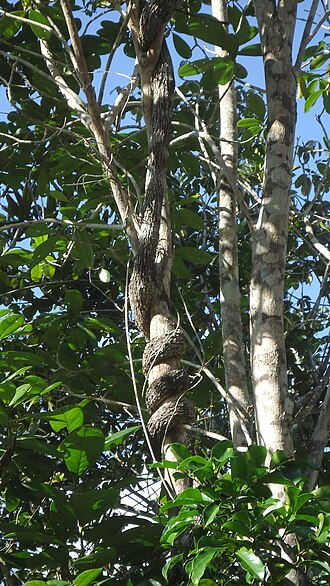 Banisteriopsis nummifera: Banisteriopsis nummifera (A.Juss.) B.Gates