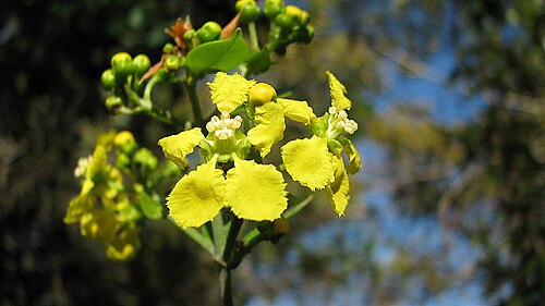 Banisteriopsis nummifera: Banisteriopsis nummifera (A. Juss.) B. Gates