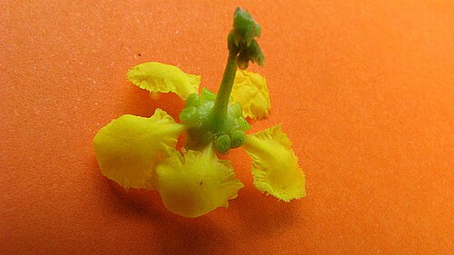 Banisteriopsis nummifera: Banisteriopsis nummifera (A. Juss.) B. Gates