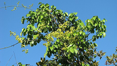 Banisteriopsis nummifera: Banisteriopsis nummifera (A. Juss.) B. Gates