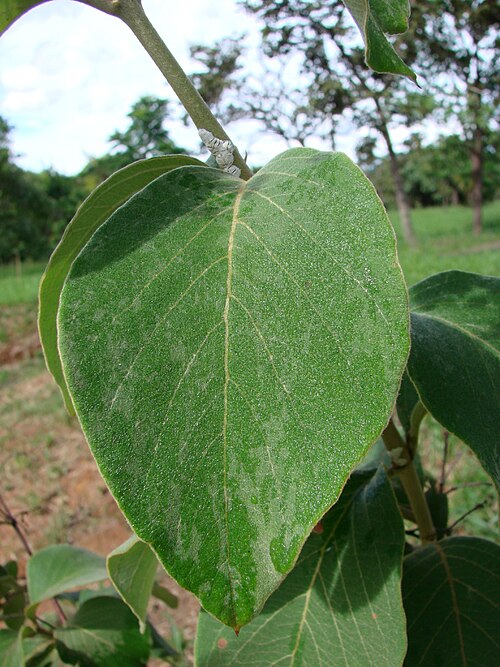 Banisteriopsis oxyclada: Banisteriopsis oxyclada - MALPIGHIACEAE Parque Olhos D'Água - Brasília - Distrito Federal - Brasil.