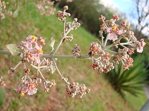 Banisteriopsis oxyclada: Banisteriopsis oxyclada - MALPIGHIACEAE Parque Olhos D'Água - Brasília - Distrito Federal - Brasil.