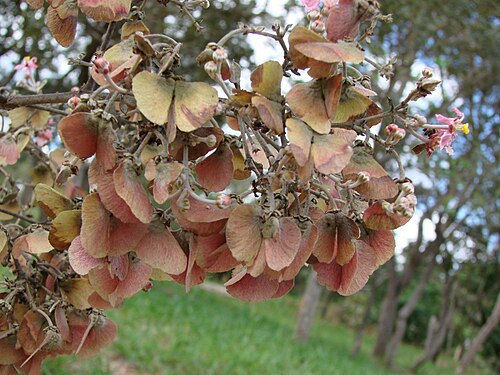 Banisteriopsis oxyclada: Banisteriopsis oxyclada - MALPIGHIACEAE Parque Olhos D' Água - Brasília - Distrito Federal - Brasil.