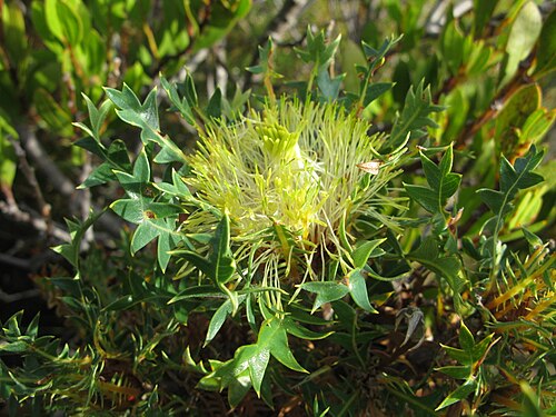 Banksia armata: Banksia armata var. ignicida