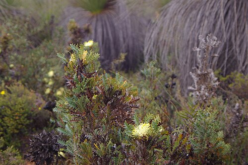 Banksia armata: Banksia armata var armata taken in the Beelu National Park