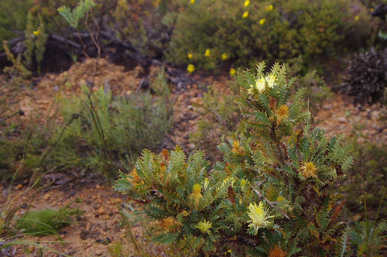 Banksia armata: Banksia armata var armata taken in the Beelu National Park