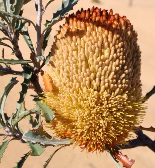 Banksia audax: Banksia audax, east of Yellowdyne