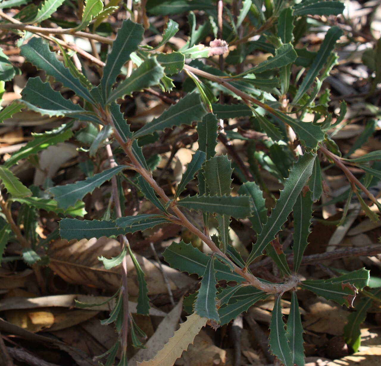 Banksia audax: Foliage of Banksia audax , in cultivation, Kings Park, Perth, Western Australia