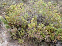 Woolly banksia (Banksia baueri)