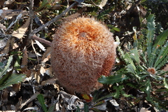 Woolly banksia (Banksia baueri)