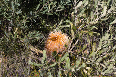 Woolly banksia (Banksia baueri)