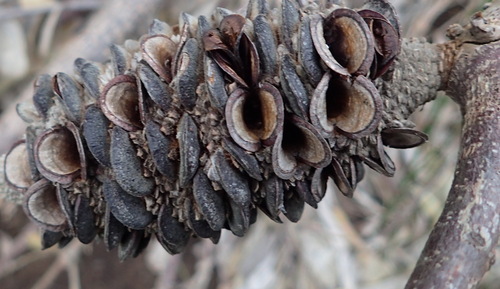 Woolly banksia (Banksia baueri)