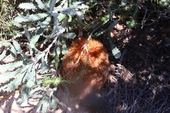 Woolly banksia (Banksia baueri)